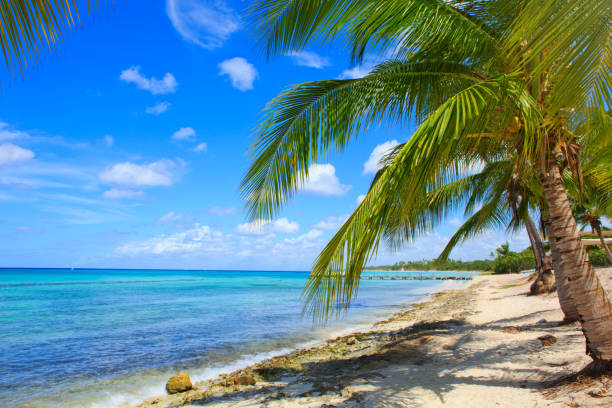 istock Caribbean sea and palms 641908380