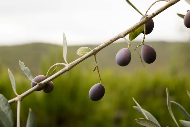 istock frantoio olive branch in Tuscany (Chianti region) 641911340