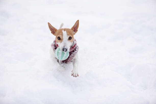 Red dog pees in the snow on the side of the road, raising his back paw and looking around.