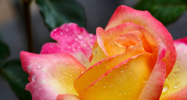 istock Yellow with pink edge noble rose. Macro shot 641914558