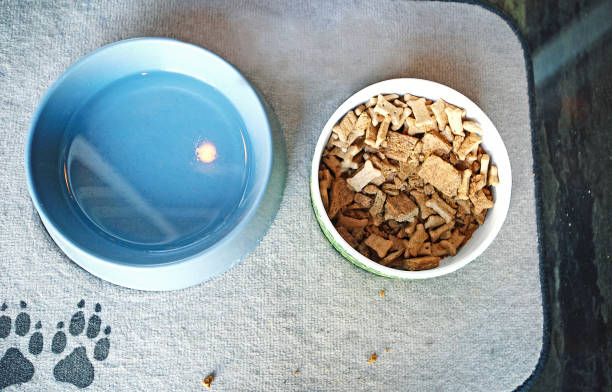 Dog Food and Water