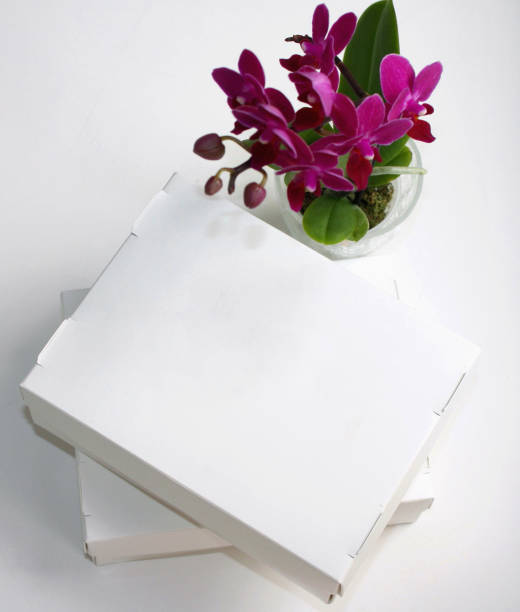 Two blank white carton boxes on white background next to purple orchid, top view.