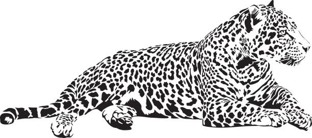 Jaguar Black and white vector sketch of lying Jaguar jaguar stock illustrations