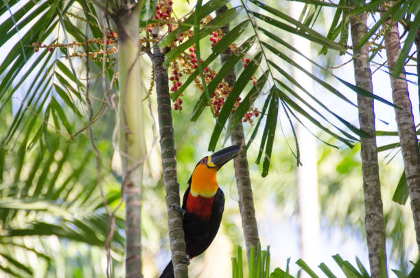 Exotic Toucan The photo focuses on a Channel-billed Toucan in Sensorial Garden located in Rio de Janeiro, Brazil. channel billed toucan stock pictures, royalty-free photos & images