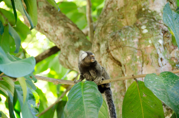 Sagui Monkey stock photo