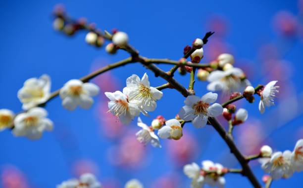 istock White japanese plum blossoms 641922234