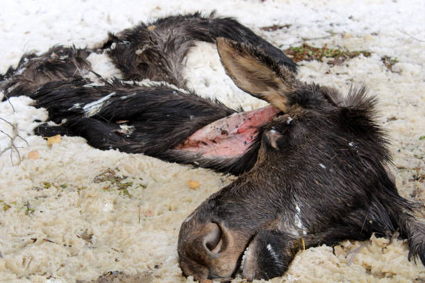 istock Week Old Discarded Remains of a Moose Hide and Head 641922494