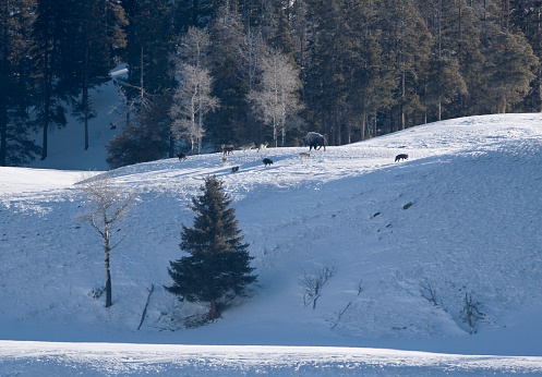 Circling a bison on a hillside, ten wolves out of the fifteen Druid pack harass a solitary bison on windblown snow in the Lamar Valley of Yellowstone National Park, Wyoming.