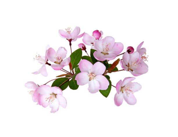 Blooming peach blossom in spring isolated on white background Blooming peach blossom in spring isolated on white background begoniaceae stock pictures, royalty-free photos & images