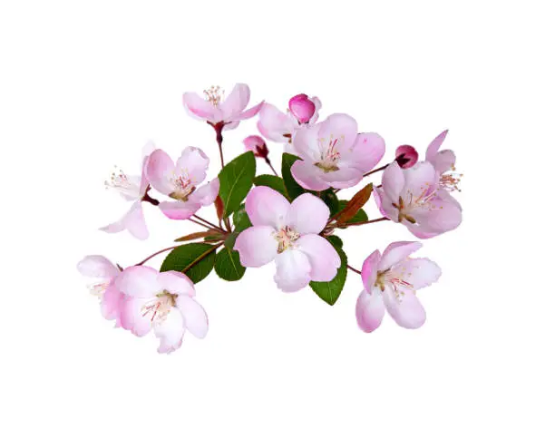 Blooming peach blossom in spring isolated on white background