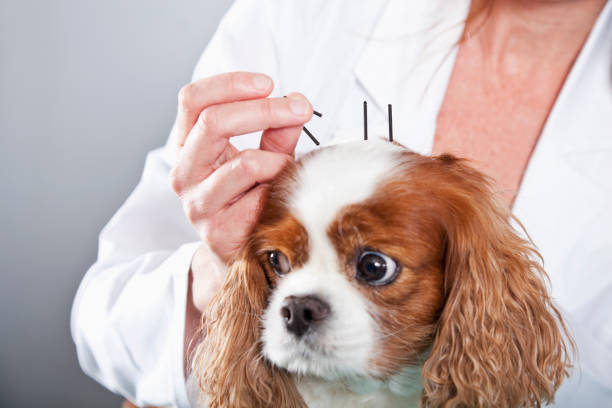 Vet treating dog with acupuncture Cropped view of a female veterinarian treating a dog with acupuncture, placing needles in the skin on the top of his head. alternative healthcare worker stock pictures, royalty-free photos & images