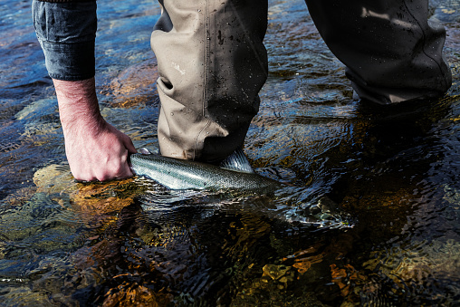 Fly fisherman releases an Atlantic Salmon back into a remote Newfoundland river.