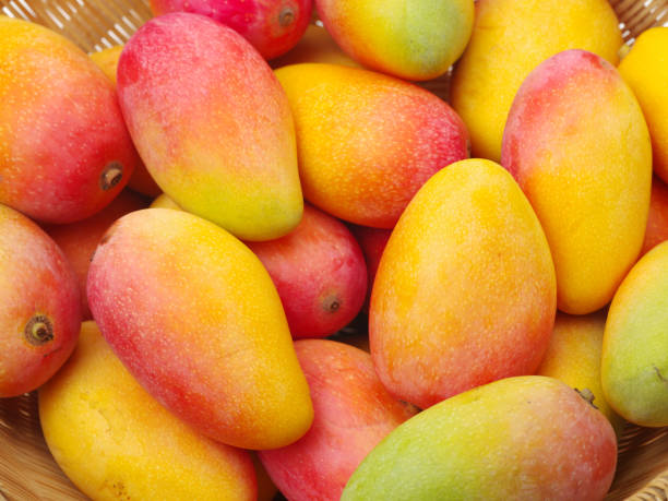 Mangoes composition   background stock photo