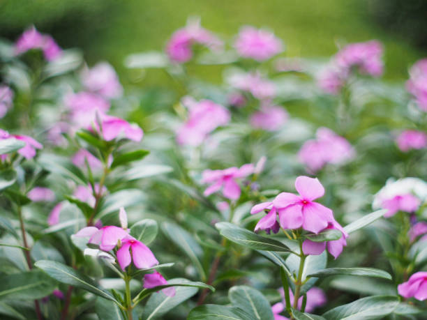 istock beautiful pink vinca flowers (madagascar periwinkle) over blurry background 641924958