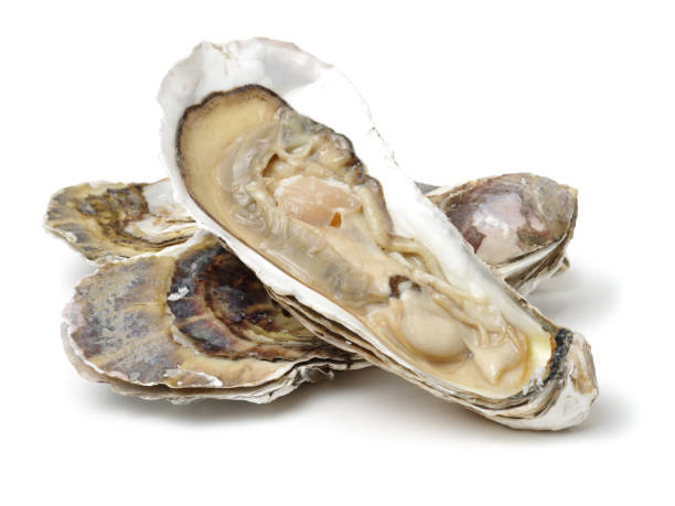 istock Fine de Claire Oysters Isolated on White 641925624