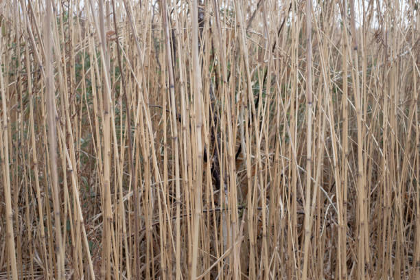 istock dead grass brown walls of straw. 641925966
