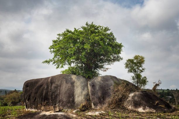 Lonely tree on rocks. Concept of vitality and strength