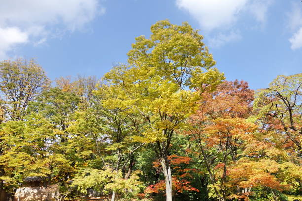 istock Colorful trees in autumn 641926600