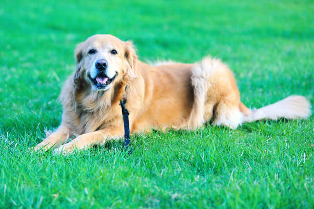 istock Golden Retriever Dog 641926888