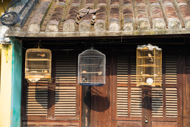 istock Three birdcages in front of old house 641927354