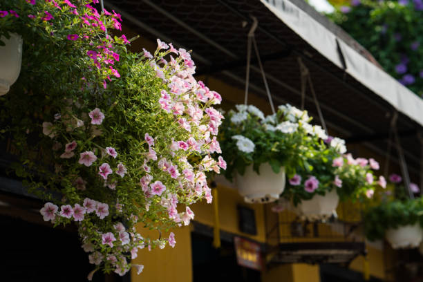 istock Petunia pot hanging in front of house 641927384