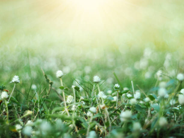 istock green grass and little white wild flowers meadow with soft style. 641927716