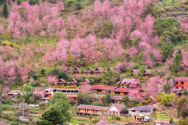 Blooming sakura trees in Doi Ang Khang village, Northern Thailand.