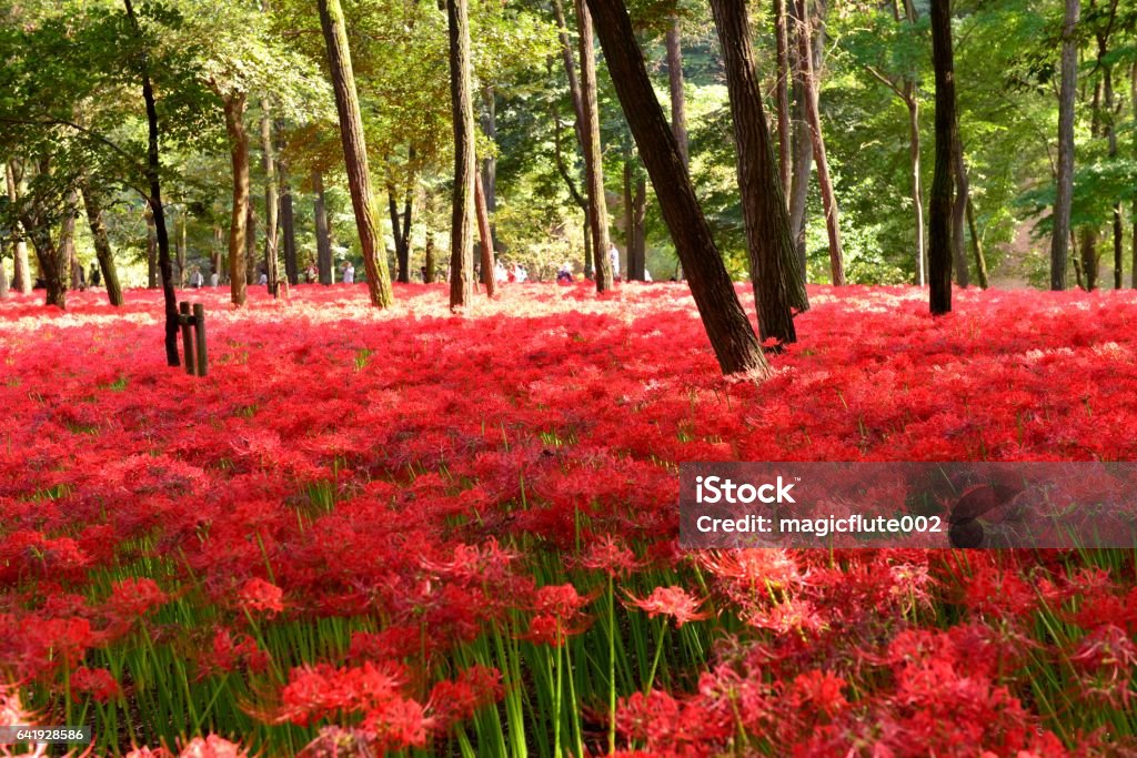 Red Spider Lily Flowers, Kinchakuda, Hidaka City, Japan Spider lily, also called Hurricane lily and Surprise lily, is a perennial bulb that blooms in September. Spider lily is called Autumn Equinox Flower in Japan, because it normally blooms around the Autumn Equinox. Hidaka - Saitama Stock Photo