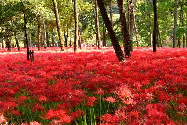 Red Spider Lily Flowers, Kinchakuda, Hidaka City, Japan Spider lily, also called Hurricane lily and Surprise lily, is a perennial bulb that blooms in September. Spider lily is called Autumn Equinox Flower in Japan, because it normally blooms around the Autumn Equinox. spider lily stock pictures, royalty-free photos & images