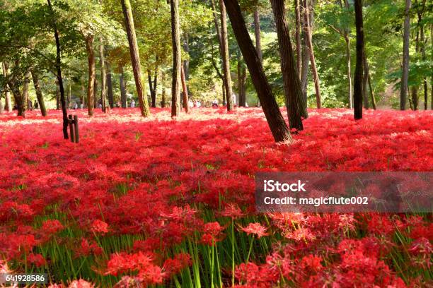 Red Spider Lily Flowers Kinchakuda Hidaka City Japan Stock Photo - Download Image Now