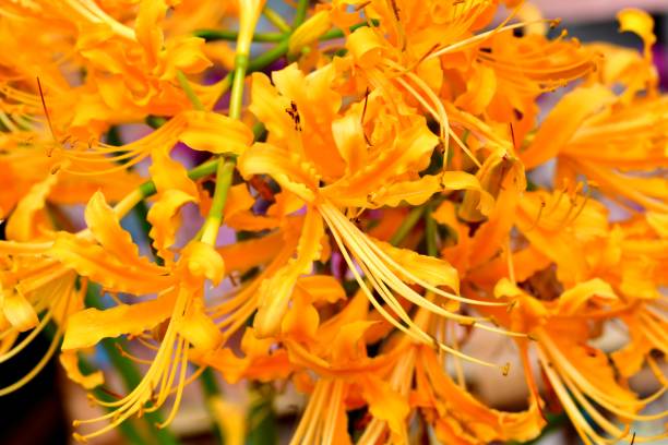 золотой цветок лилии паука в кичакуда, город хидака - mystery lily стоковые фото и изображения