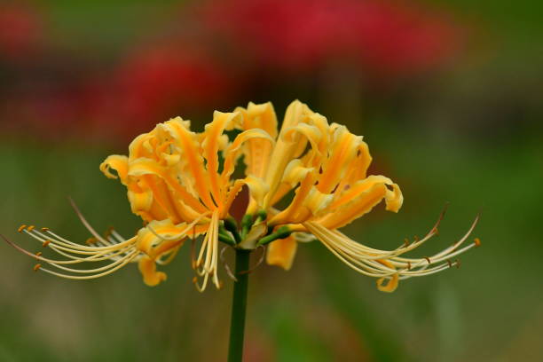 Gold Spider Lily Flower at Kichakuda, Hidaka City Spider lily, also called Hurricane lily and Surprise lily, is a perennial bulb that blooms in September. Spider lily is called Autumn Equinox Flower in Japan, because it normally blooms around the Autumn Equinox. spider lily stock pictures, royalty-free photos & images