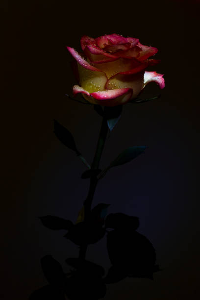 Beautiful and tender red and pink rose blossom with black background and water drops
