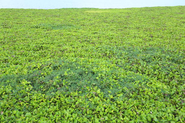 istock water hyacinth in Rayong Thailand 641935422