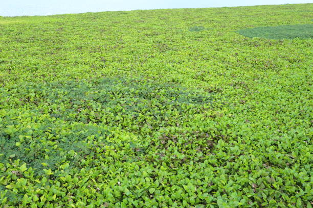 istock water hyacinth in Rayong Thailand 641935442