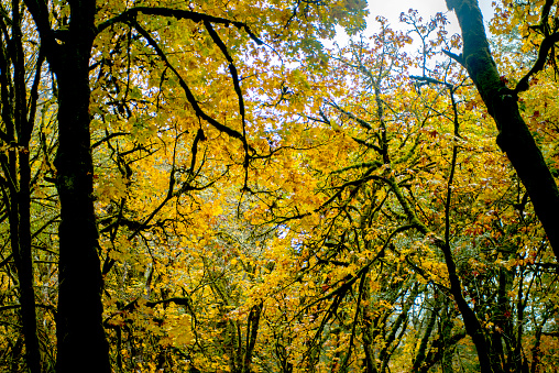 Very Beautiful golden maple leaves covered Goldstream BC Provincial Park full area on October.