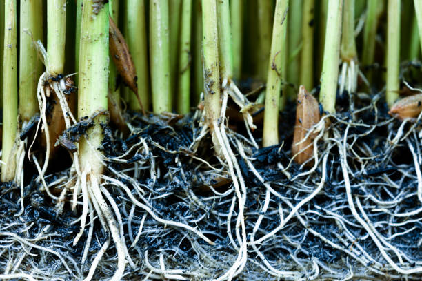 istock Sapling planting of rice preparations. 641937444