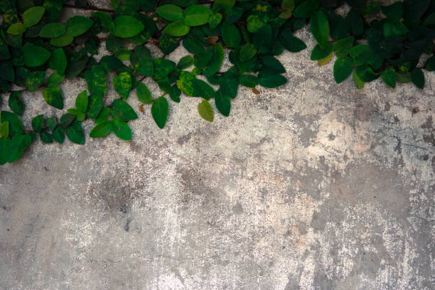 istock The velcro climb on the old concrete wall. 641937932