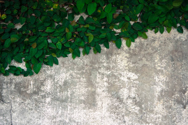 istock The velcro climb on the old concrete wall. 641937936