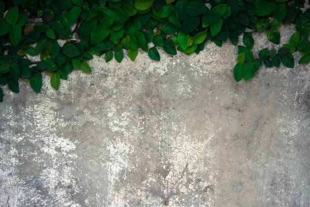 istock The velcro climb on the old concrete wall. 641937940