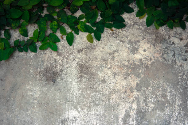 istock The velcro climb on the old concrete wall. 641937944