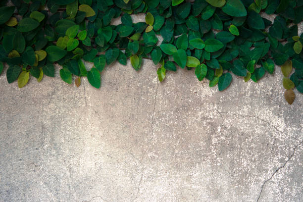 istock The velcro climb on the old concrete wall. 641937946