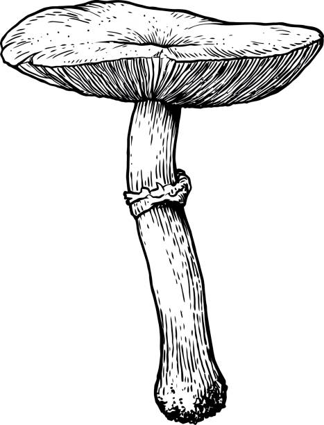 ilustraciones, imágenes clip art, dibujos animados e iconos de stock de seta ilustración, dibujo, grabado, arte de línea - vertical meadow mushroom vegetable