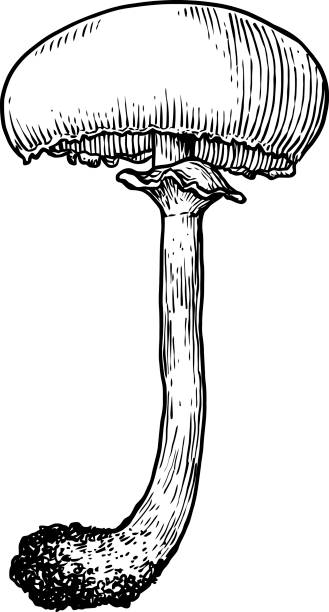 ilustraciones, imágenes clip art, dibujos animados e iconos de stock de seta ilustración, dibujo, grabado, arte de línea - vertical meadow mushroom vegetable