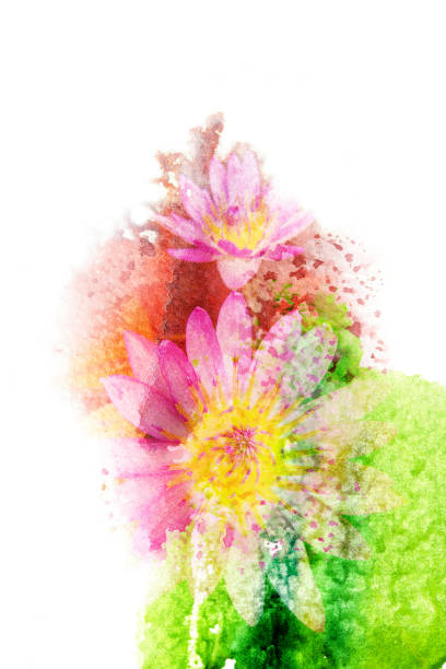 Watercolor painting illustration of blossom lotus. Artistic floral abstract background.