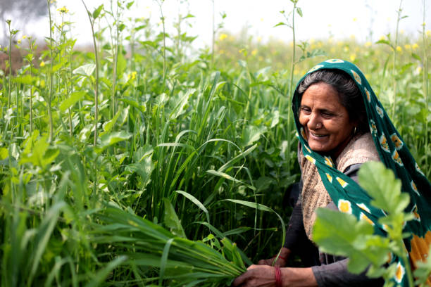 Rural women cutting silage for domestic cattle