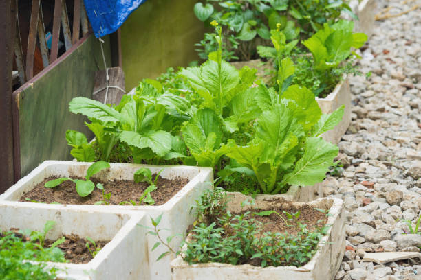 istock Vegetable grown in spongy boxes at home to make clean vegetable, the way to avoid eating chemical infected vegetable from market in Asian 641940624
