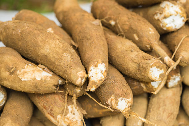 istock Asian manioc just harvested 641940794