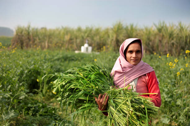 mujeres rurales con animal ensilaje - silage field hay cultivated land fotograf�ías e imágenes de stock