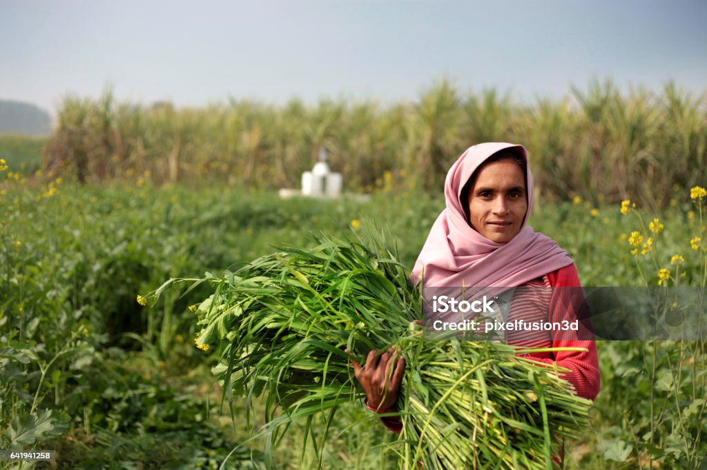 Rural women carrying animal silage Traditionally rural women holding green silage for domestic cattle in the nature outdoor, she is wearing traditionally cloths and looking at camera. Women Stock Photo